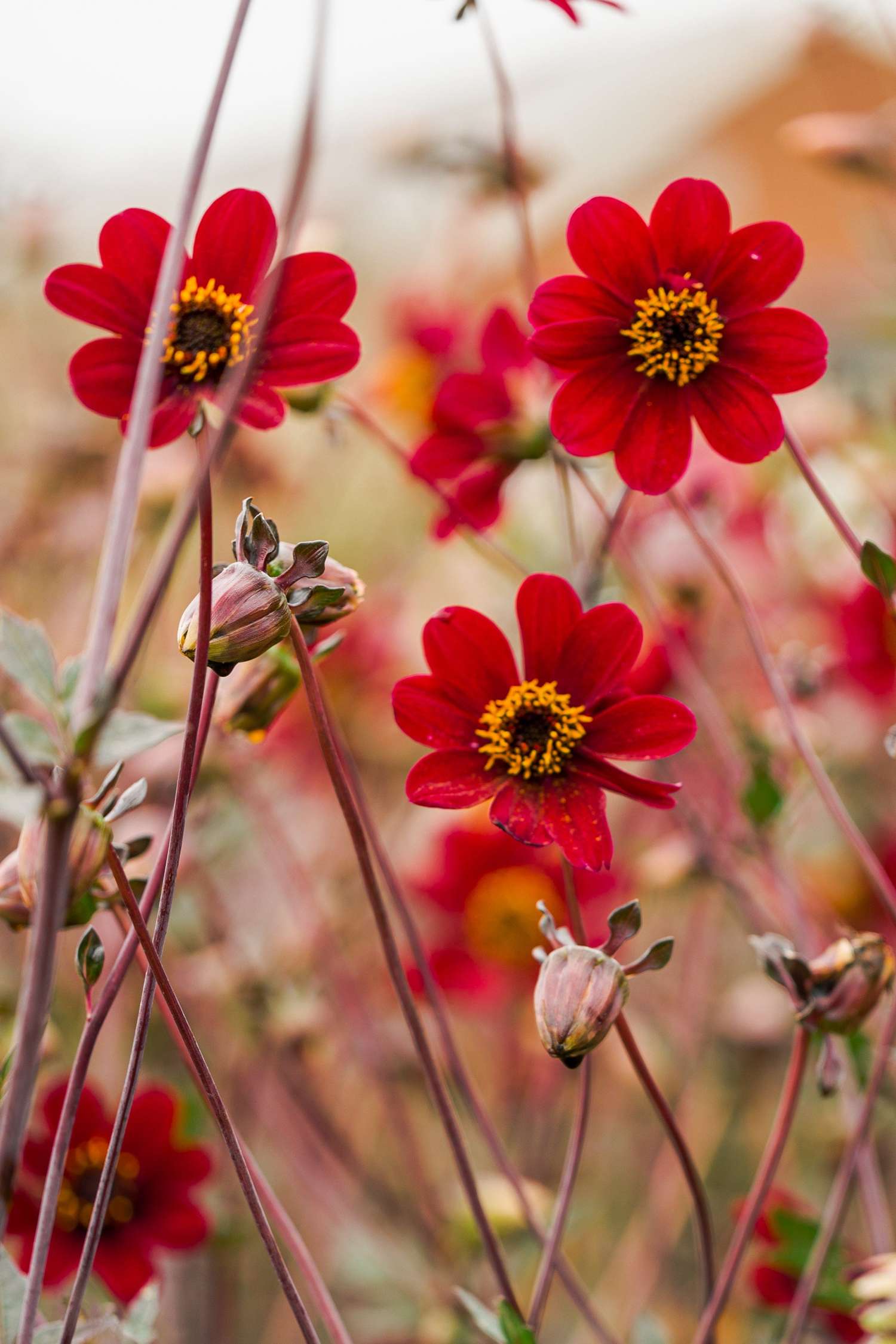 Daalia 'Bishop of Auckland'